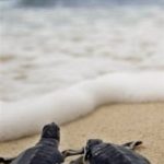 Tại sao rùa biển lại lặn sâu dưới nước